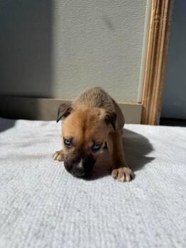 U9 Wasp -  Pit Bull Terrier Dog for Adoption in Ashland, Wisconsin - U9 Wasp | PetCurious