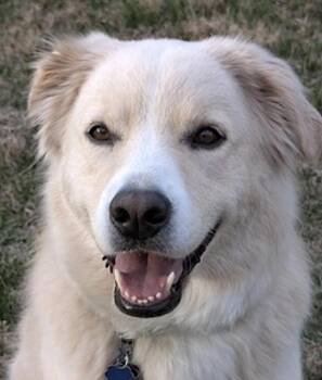 Benson -  German Shepherd Dog and Chow Chow Dog for Adoption in Amherst, Massachusetts - Benson | PetCurious