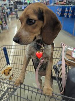 Beagle Dogs Available for Adoption - Peaches | PetCurious