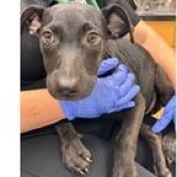 Olga -  Terrier Dog for Adoption in Tampa, Florida - Olga | PetCurious