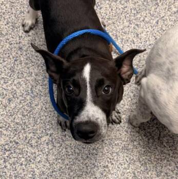 April -  Labrador Retriever and Australian Cattle Dog Blue Heeler Dog for Adoption in Golden, Colorado - April | PetCurious