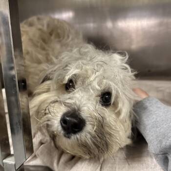 Clyde -  Mixed Breed Dog for Adoption in Philadelphia, Pennsylvania - Clyde | PetCurious
