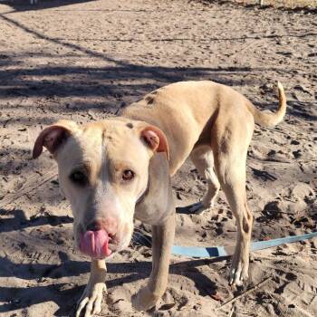 Mixed Breed Dogs Available for Adoption - Banana | PetCurious