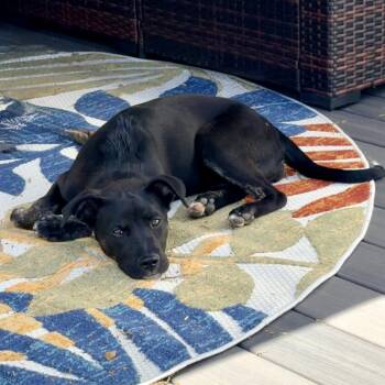 Terrier and None Dogs Available for Adoption - Valentine | PetCurious