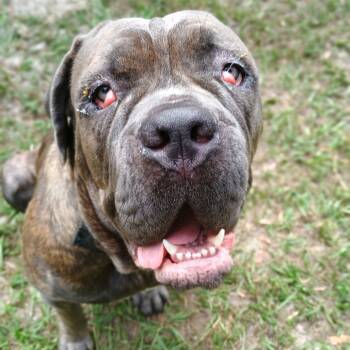 Rescue Bullmastiff Dogs for Adoption in Lake Panasoffkee, Florida - Cherry | PetCurious
