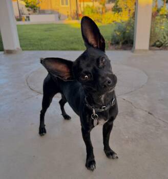 Sunny -  Chihuahua Dog for Adoption in Orange, California - Sunny | PetCurious
