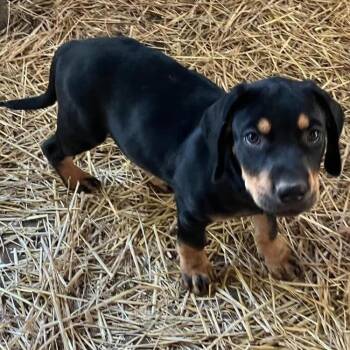 Pecan -  Mixed Breed Dog for Adoption in Buffalo, Minnesota - Pecan | PetCurious