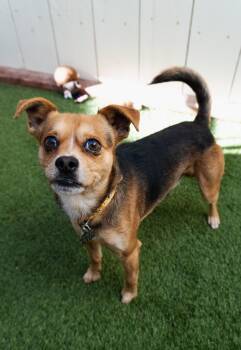Chihuahua Dogs Available for Adoption - Jules | PetCurious