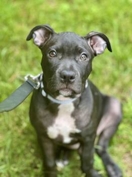 Zoey NJ -  Pit Bull Terrier Dog for Adoption in Rockaway, New Jersey - Zoey NJ | PetCurious