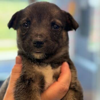 Hound and Pit Bull Terrier Dogs Available for Adoption in Madisonville, Tennessee - Peoria | PetCurious