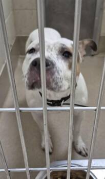 Pit Bull Terrier Dogs Available for Adoption in Decatur, Illinois - ZEUS POTATO | PetCurious