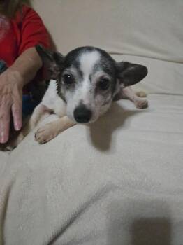 Rescue Jack Russell Terrier Dogs for Adoption in Sweetwater, Tennessee - Dodge | PetCurious