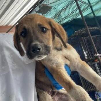 Mixed Breed Dogs Available for Adoption in West Chester, Pennsylvania - Tamale | PetCurious