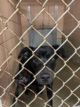 Shepherd Dogs Available for Adoption in Gautier, Mississippi - Carly | PetCurious