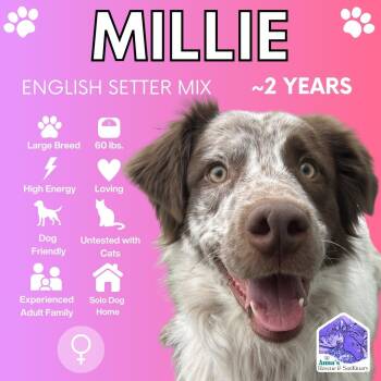 English Setter and Brittany Spaniel Dogs Available for Adoption in Aurora, Ontario - Millie | PetCurious