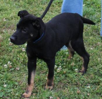 Shepherd Dogs Available for Adoption in Claremore, Oklahoma - ATLAS | PetCurious