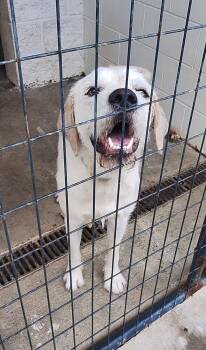 Jake -  Mixed Breed Dog for Adoption in Stanton, Kentucky - Jake | PetCurious