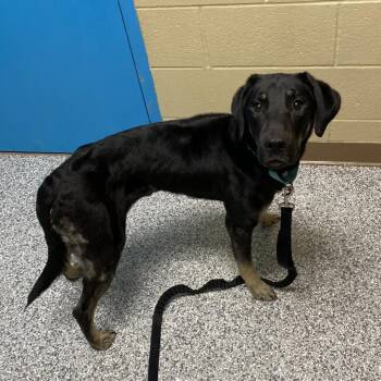 Mickey -  Shepherd and Black Labrador Retriever Dog for Adoption in Cheyenne, Wyoming - Mickey | PetCurious