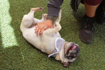 Pug Dogs Available for Adoption in Gardena, California - Lil Mama *Bonded To Pooh Bear* / Pooh Bear *Bonded To Lil Mama* | PetCurious