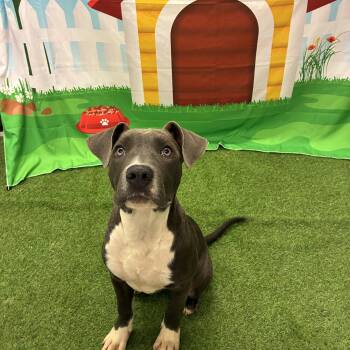 Violet -  Pit Bull Terrier Dog for Adoption in Woodbine, Georgia - Violet | PetCurious