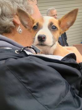 Mixed Breed Dogs Available for Adoption in Willoughby, Ohio - [NEW] Willow | PetCurious