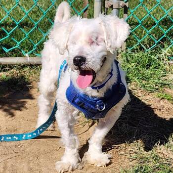Pip -  Bichon Frise and Terrier Dog for Adoption in Glenelg, Maryland - Pip | PetCurious