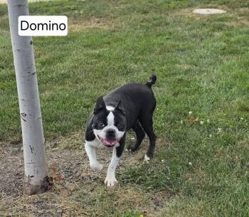 Domino -  Boston Terrier Dog for Adoption in Mclean, Illinois - Domino | PetCurious