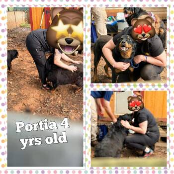 Portia -  Rottweiler Dog for Adoption in Deering, New Hampshire - Portia | PetCurious