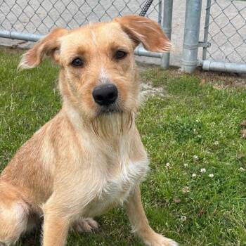 Wirehaired Terrier Dogs Available for Adoption in League City, Texas - Aurelia | PetCurious