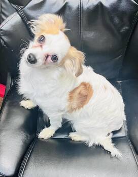 Penny -  Chihuahua Dog for Adoption in Council Bluffs, Iowa - Penny | PetCurious