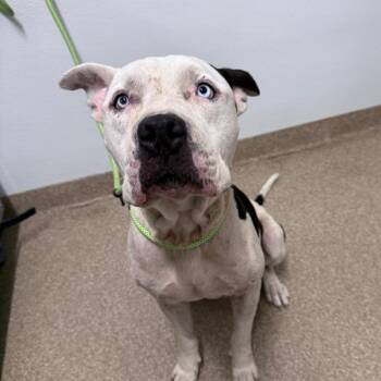 Beluga -  American Staffordshire Terrier and Pit Bull Terrier Dog for Adoption in League City, Texas - Beluga | PetCurious