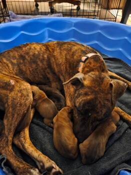 Mama Mira -  Staffordshire Bull Terrier and Pit Bull Terrier Dog for Adoption in Holly Springs, North Carolina - Mama Mira | PetCurious