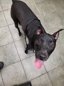 Weimaraner Dogs Available for Adoption in San Antonio, Texas - MAI TAI | PetCurious