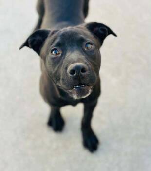 Mixed Breed Dogs Available for Adoption in West Chester, Pennsylvania - Pistachio | PetCurious