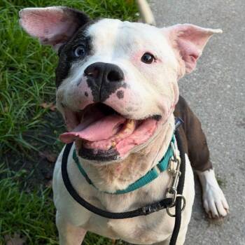 Titan -  American Staffordshire Terrier Dog for Adoption in Grand Rapids, Michigan - Titan | PetCurious