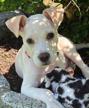 Trix -  Mixed Breed Dog for Adoption in Highland, New York - Trix | PetCurious