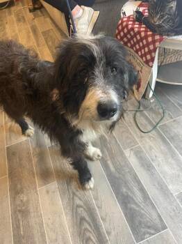 Lucie Leu -  Labrador Retriever and Poodle Dog Available for Adoption in Nashville, Georgia - Lucie Leu | PetCurious