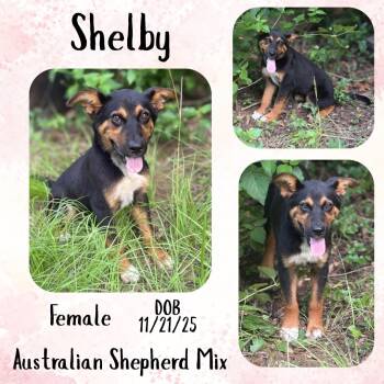 Shelby -  Australian Shepherd Dog for Adoption in Caldwell, Texas - Shelby | PetCurious