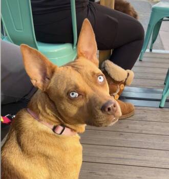 Dora -  Labrador Retriever Dog for Adoption in Denver, Colorado - Dora | PetCurious