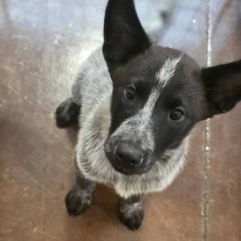 Bluey -  Australian Cattle Dog Blue Heeler and Shepherd Dog for Adoption in Otisfield, Maine - Bluey | PetCurious