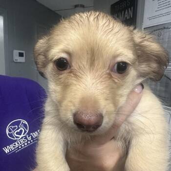 Sprout -  Dachshund and Terrier Dog Available for Adoption in Midland, Texas - Sprout | PetCurious
