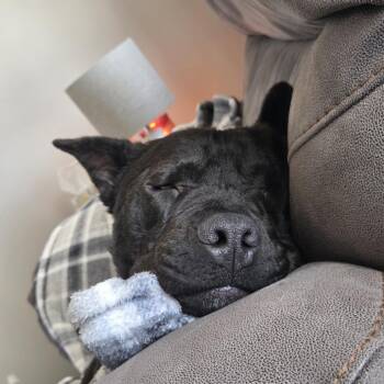 Mixed Breed Dogs Available for Adoption - Hank | PetCurious