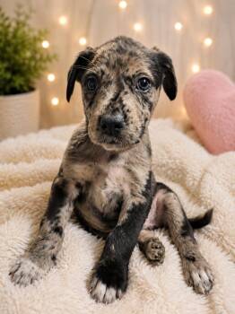 Groot -  Australian Cattle Dog Blue Heeler and Mixed Breed Dog for Adoption in Fayetteville, Tennessee - Groot | PetCurious