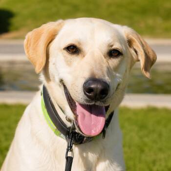 Sparky -  Yellow Labrador Retriever Dog for Adoption in Blue Earth, Minnesota - Sparky | PetCurious