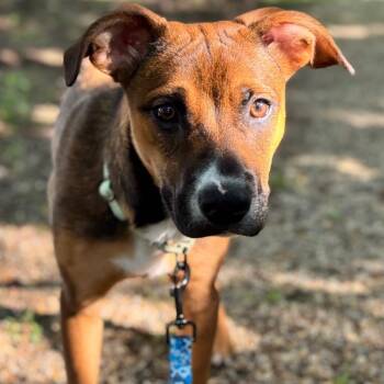 Daisy Mae -  Labrador Retriever and Pit Bull Terrier Dog for Adoption in Canton, Illinois - Daisy Mae | PetCurious