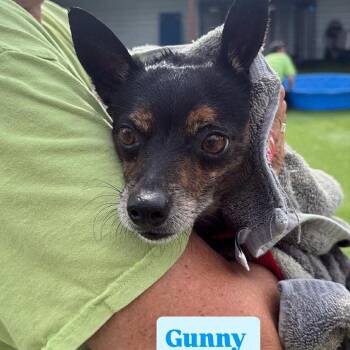 Chihuahua Dogs Available for Adoption in Tampa, Florida - Gunny | PetCurious