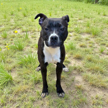 Rescue Pit Bull Terrier Dogs for Adoption in Cumberland, Maryland - Autumn | PetCurious