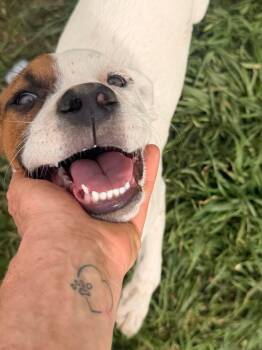 Jack Russell Terrier Dogs Available for Adoption - Nando | PetCurious