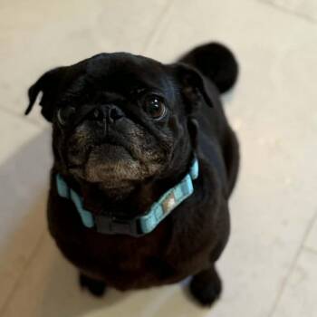 Pug Dogs Available for Adoption in Dysart, Iowa - Gigi | PetCurious