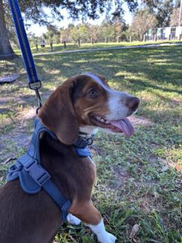 Banjo J -  Beagle Dog for Adoption in Odessa, Florida - Banjo J | PetCurious